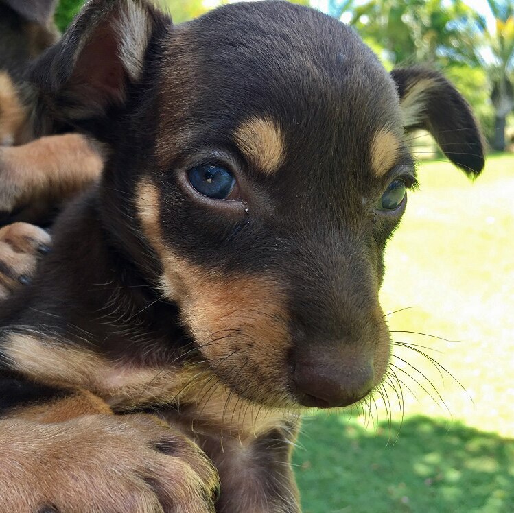 A brown and tan kelpie puppy is held up to a camera.