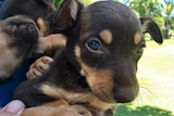 A brown and tan kelpie puppy is held up to a camera.