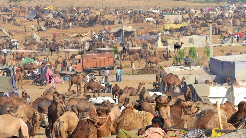 Hundreds of camels cover a hillside at the annual Pushkar ka Mela