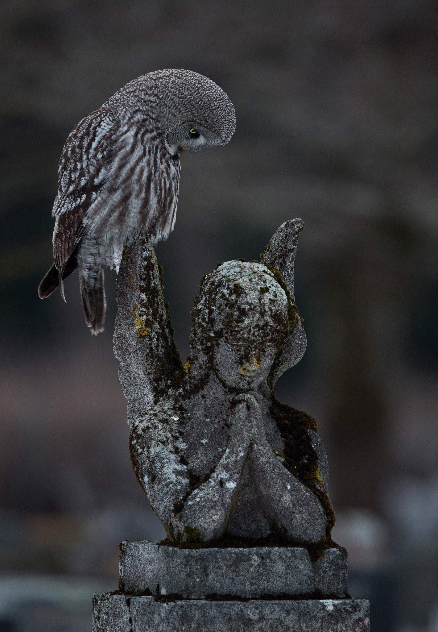 A owl sits on a statue of a praying angel, it's head bowed as if in prayer