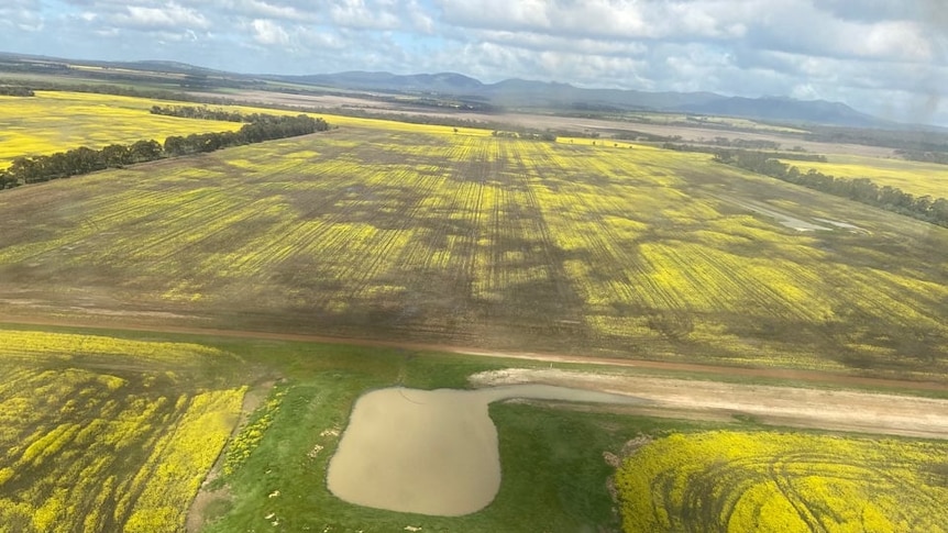 a patchy canola field seen from above