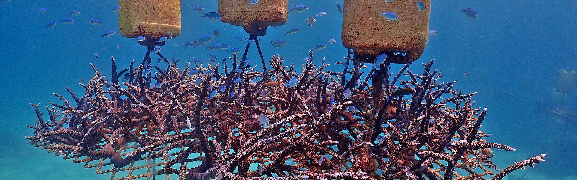 Great Barrier Reef Coral Nurseries Show Early Signs Of Success ABC News   Df14b0cecf0398b4a5c8f87dab194967