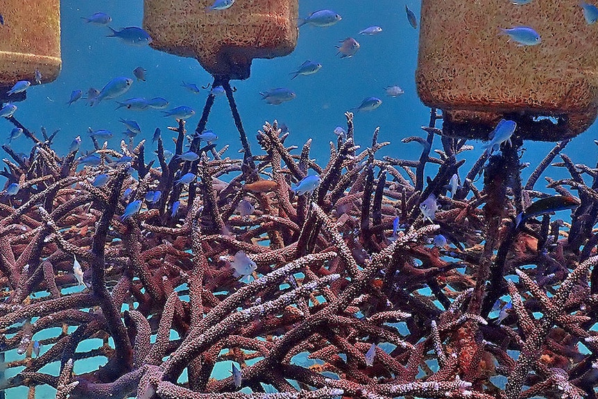 A floating platform underwater with coral growing on it
