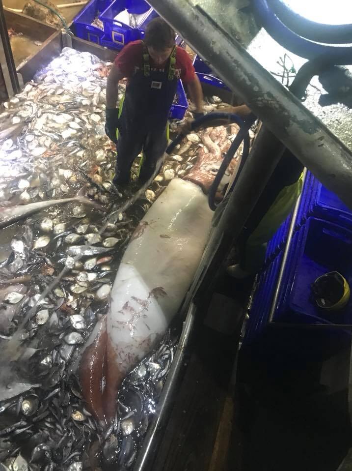 Giant squid dragged up in fishing nets