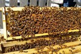 Bees swarming on an exposed rack from a hive.