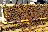 Bees swarming on an exposed rack from bee hive.