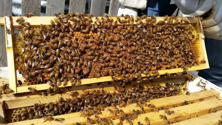 Bees swarming on an exposed rack from a hive.
