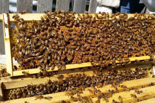 Bees swarming on an exposed rack from a hive.