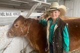 A boy wearing a cowboy hat stands next to a cow