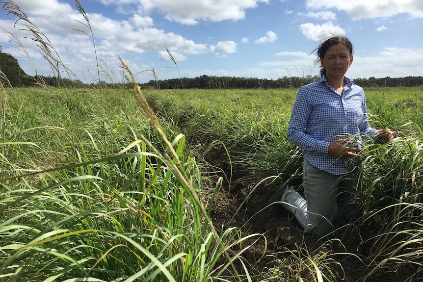 A farmer kneels in a paddock of lemongrass