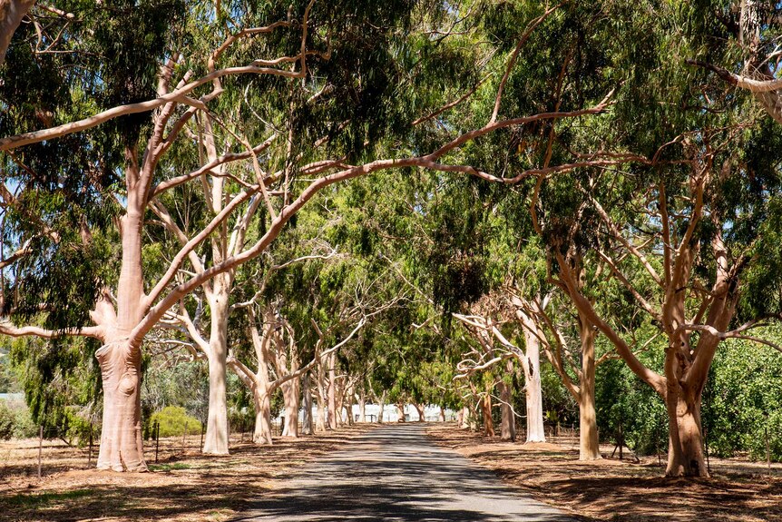 Gum trees with pink trunks line a long driveway.
