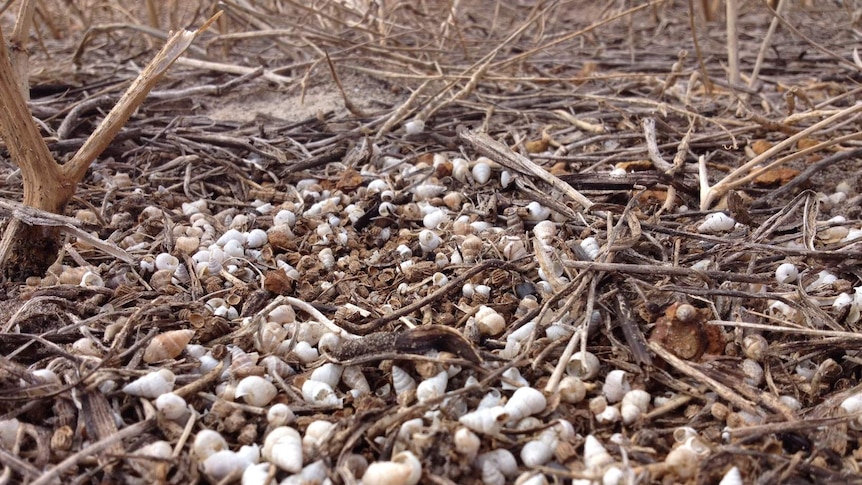 A close up shot of millions of dead, small conical snails in a paddock of canola stubble.