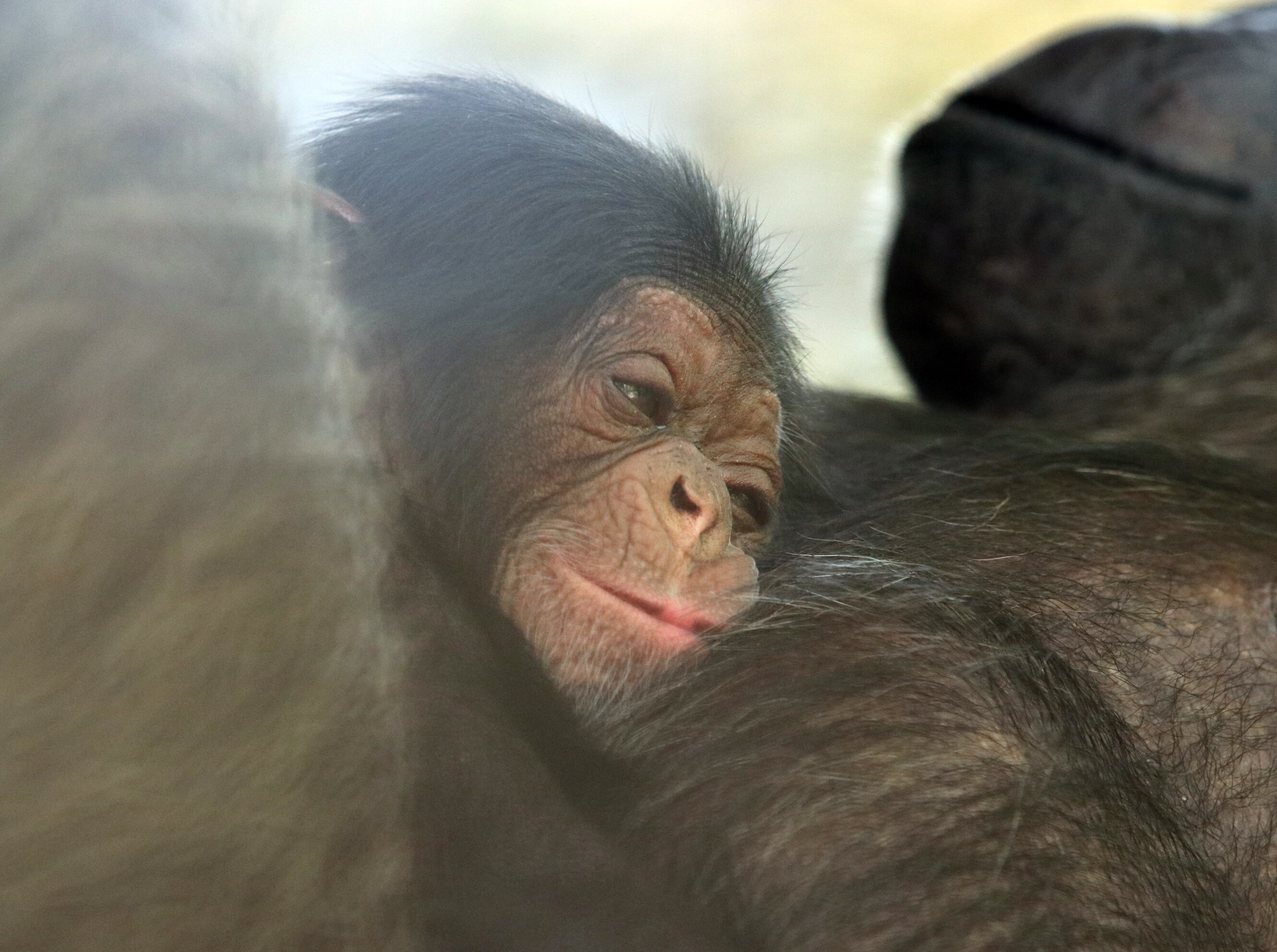 A close up of a baby chimp laying on its mother's chest, looking sleepy.