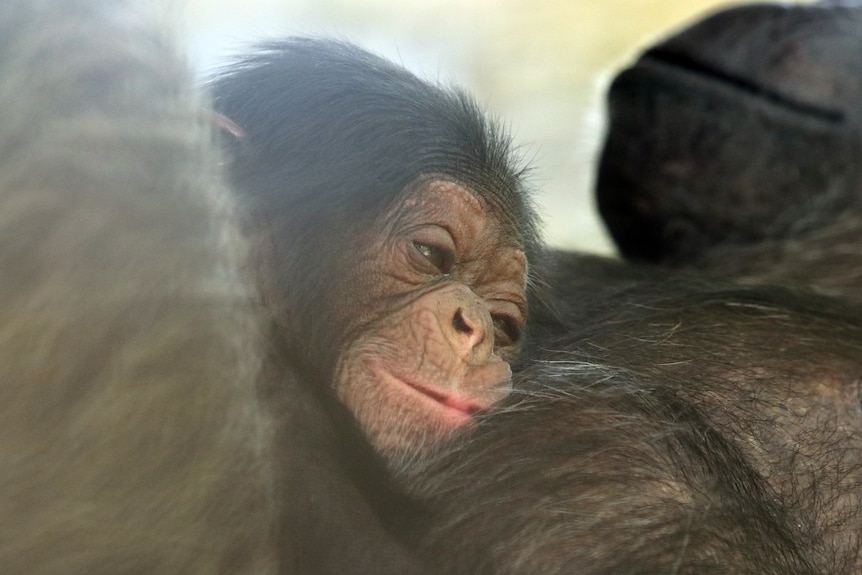 A close up of a baby chimp laying on its mother's chest, looking sleepy.