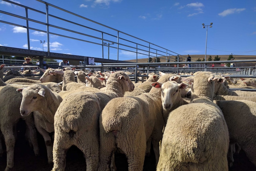 A flock of sheep huddle together enclosed in steel yards under a blue sky.