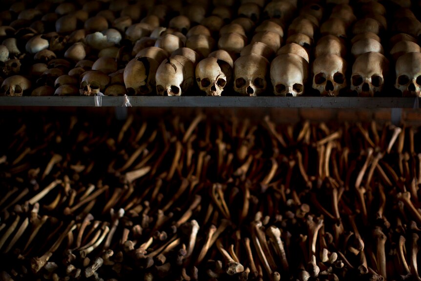 You view two shelves, the top carrying rows and rows of skulls, with the bottom carrying numerous limb bones.