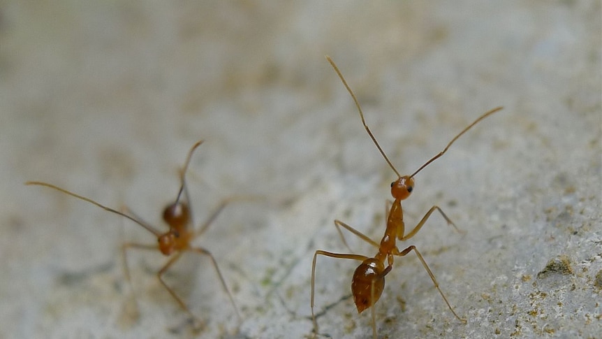 A close up image of a yellow crazy ant.