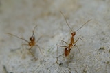 The yellow crazy ant is considered to be in the top 100 invasive species worldwide.