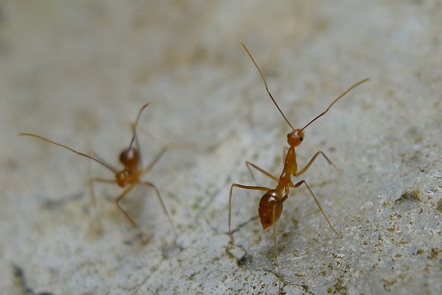 A close up image of a yellow crazy ant.