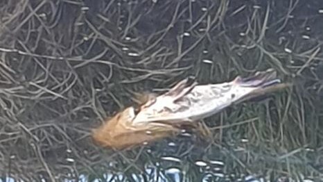 A dead fish found floating in ash contaminated water at Tenterfield.