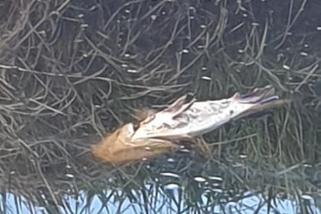 A dead fish found floating in ash contaminated water at Tenterfield.