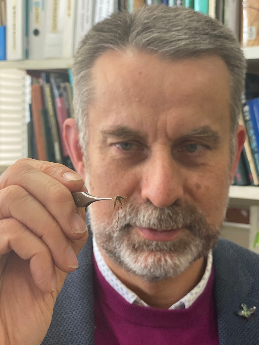 A man holds a mosquito in tweezers.