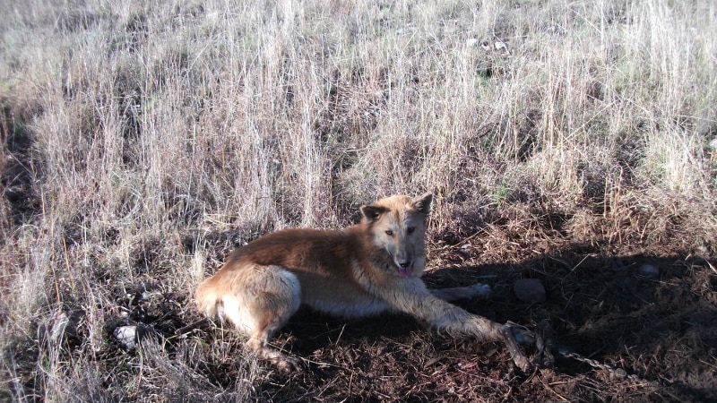 A wild dog caught in a trap in the Upper Hunter