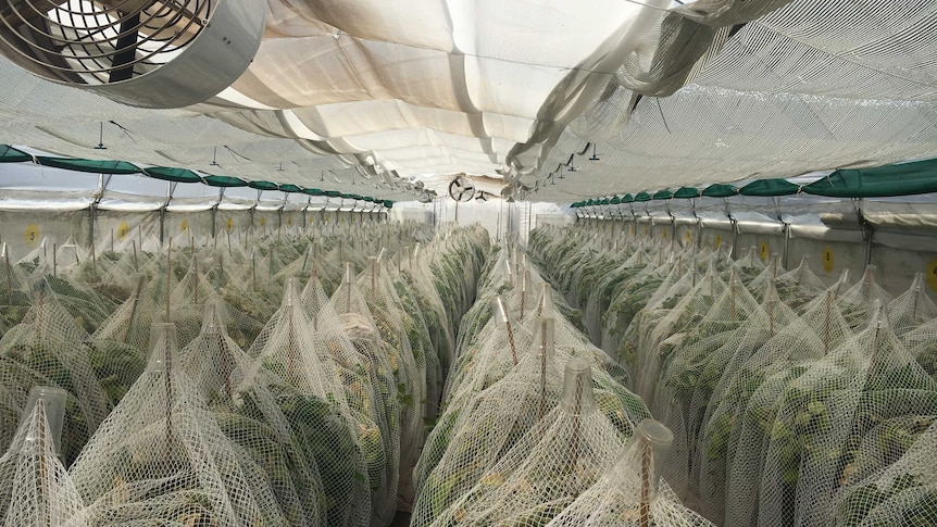 Beans under nets with cups to collect the mites.