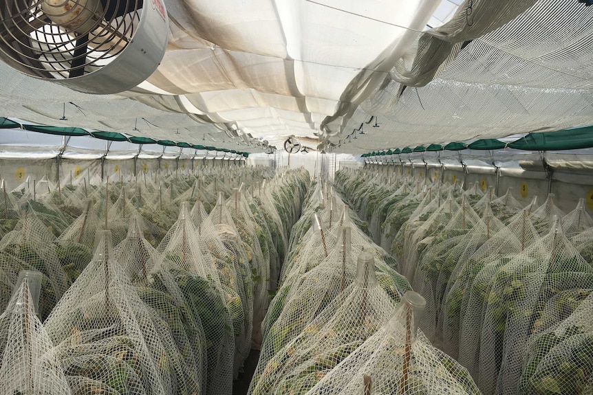 Beans under nets with cups to collect the mites.