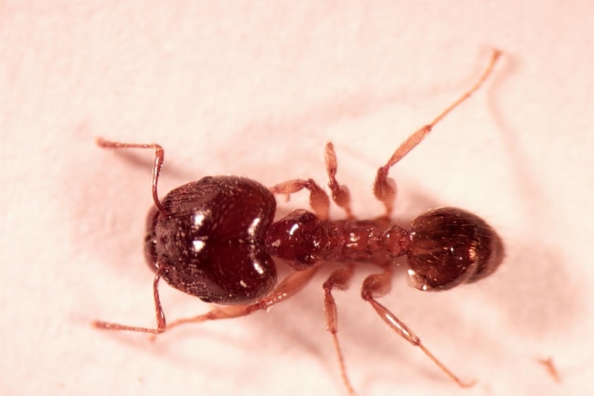 African big headed ant