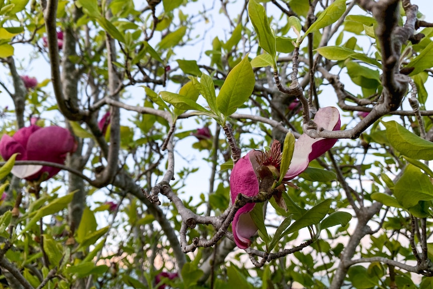 A close up image of a pink magnolia flower on a tree