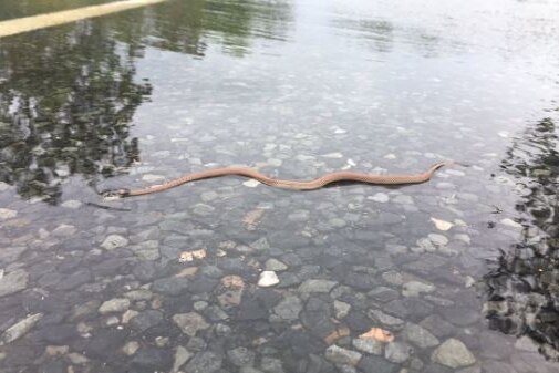 A snake tries to escape floodwaters across a highway.