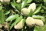 Almond exports will have their three per cent tariff removed under KAFTA