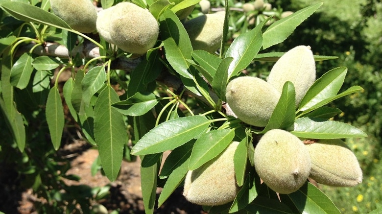 Green almonds growing in the Riverland