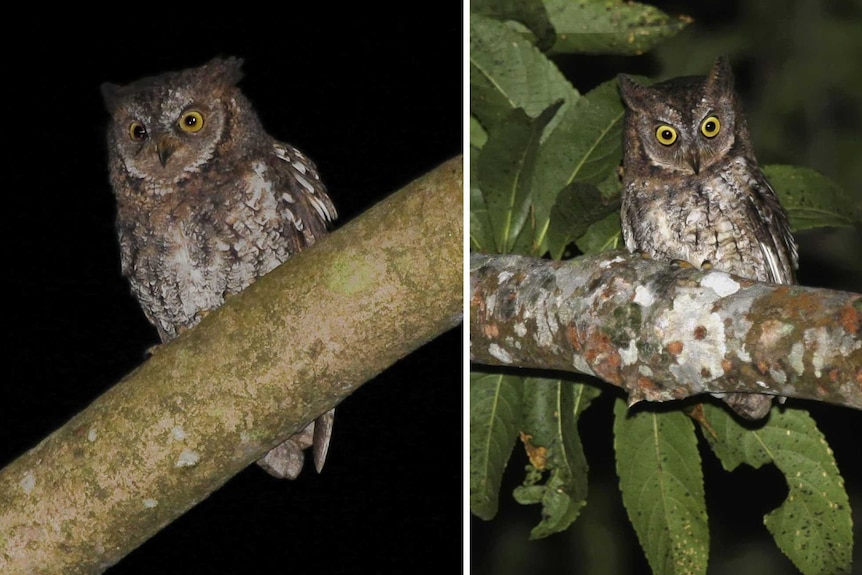 A new species of owl, named the rinjani scops owl, found on the Indonesian island of Lombok.