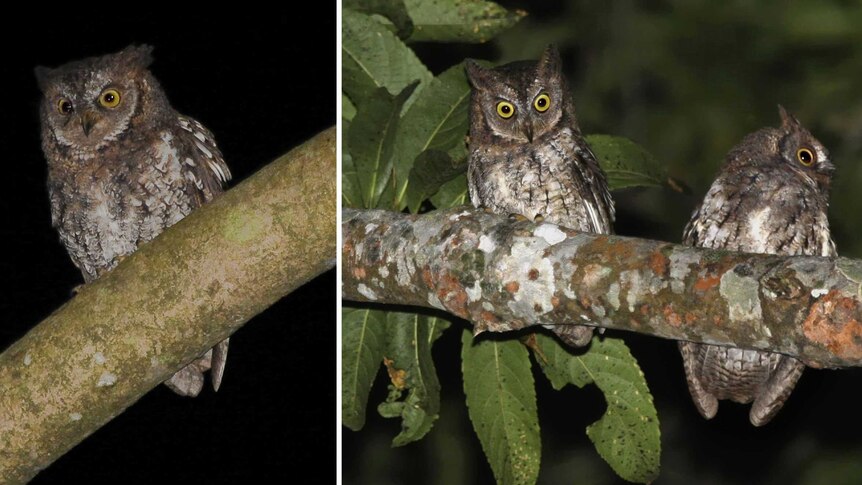 The bird, found only on the Indonesian island of Lombok, has been named the Rinjani scops owl.