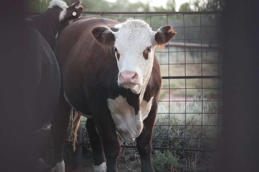 A brown and white cow looks directly into the camera as it stands in a cattle yard.