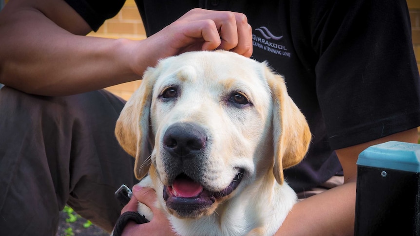 Guide dog in training Ziggy being scratched on the head by one of the detention centre handlers.