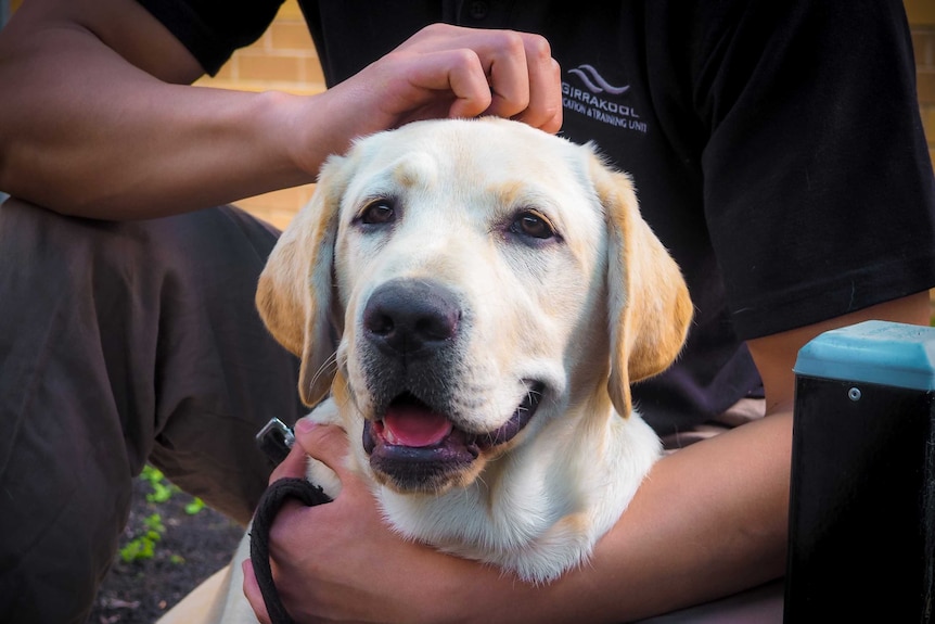 Guide dog  being scratched on the head.