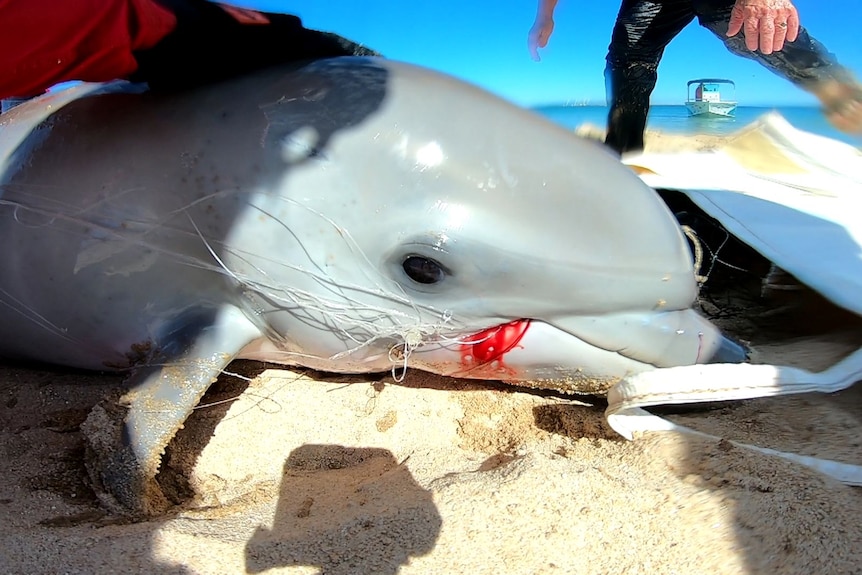 A dolphin bleeds from its beak, with fishing line caught around it.