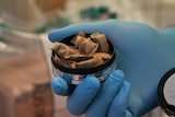 A hand wearing a blue rubber glove holding a small tin full of pouches. 