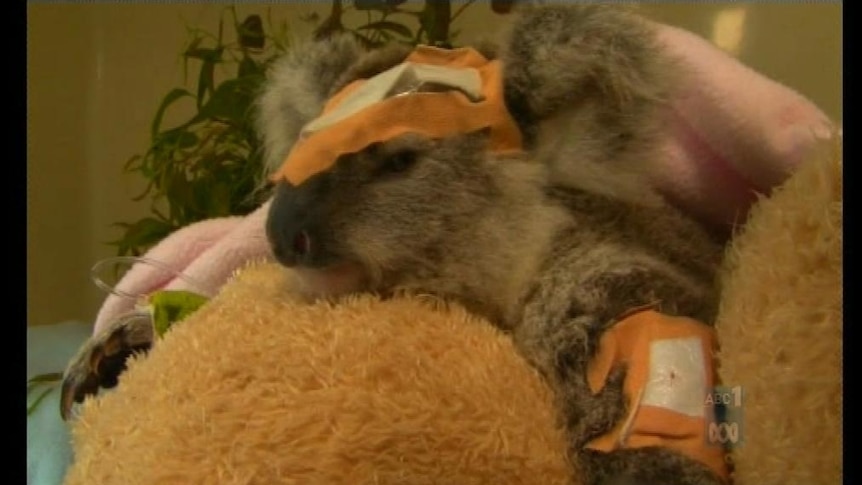 Vets have so far removed seven pellets from the young koala.
