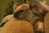 Vets have so far removed seven pellets from the young koala.