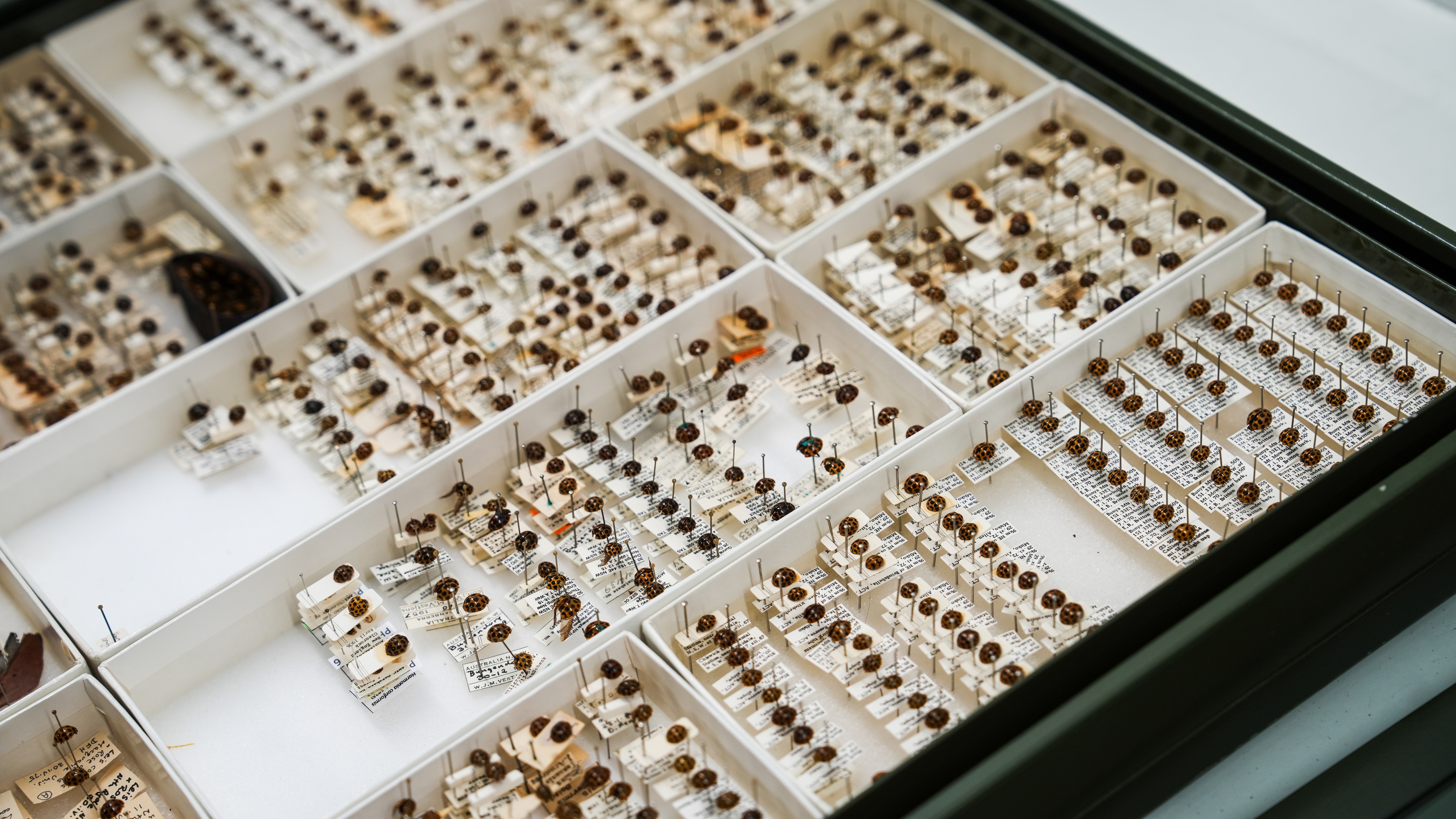 Un cajón con ejemplares de mariquitas.