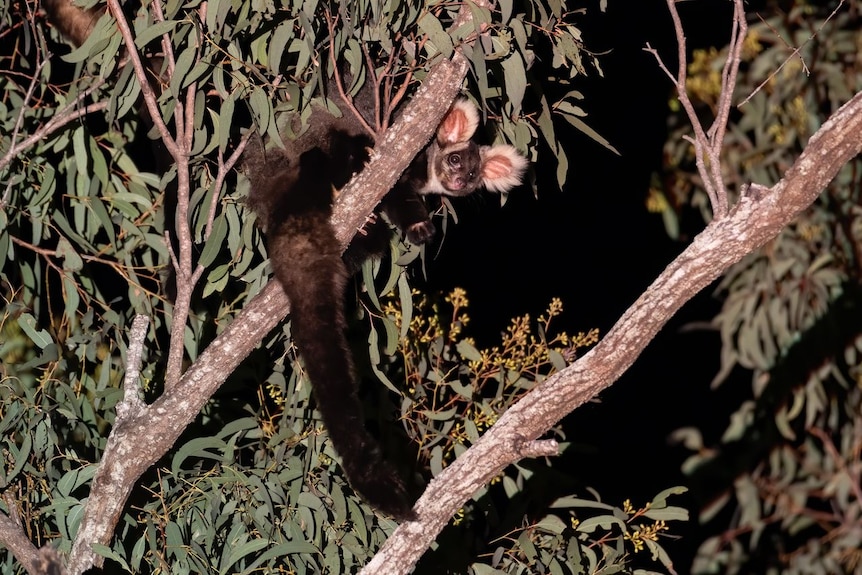 a small furry animal with long tail hanging off tree