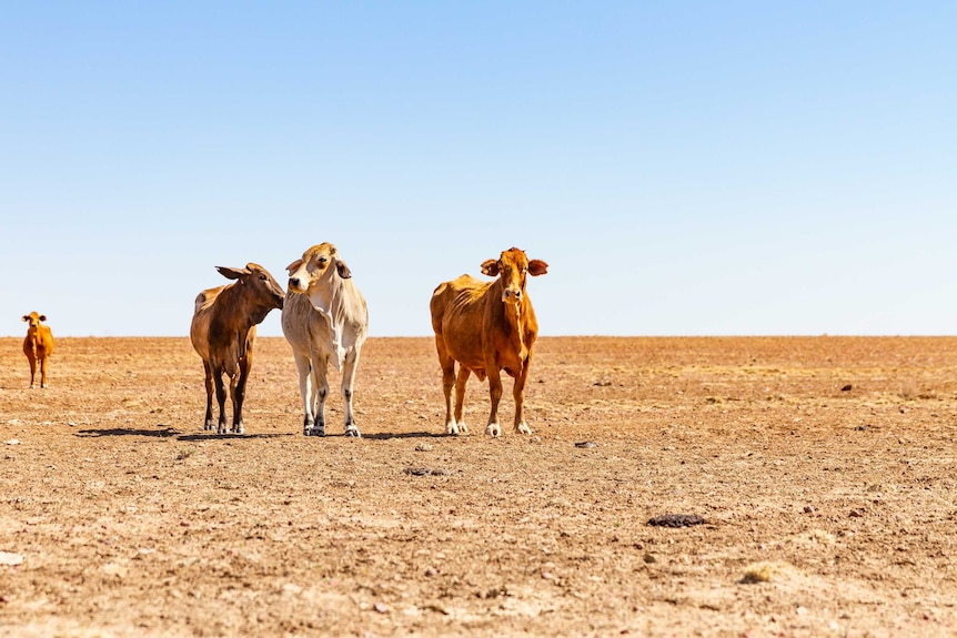 Three skinny cows against a completely dry landscape