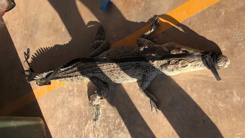 small crocodile with a bandage on with people standing around it