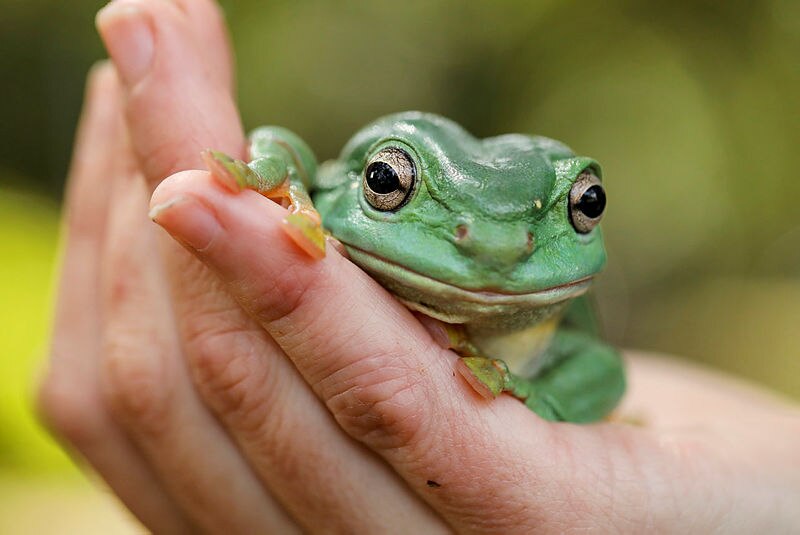 Australia's frogs need your help - ABC Melbourne