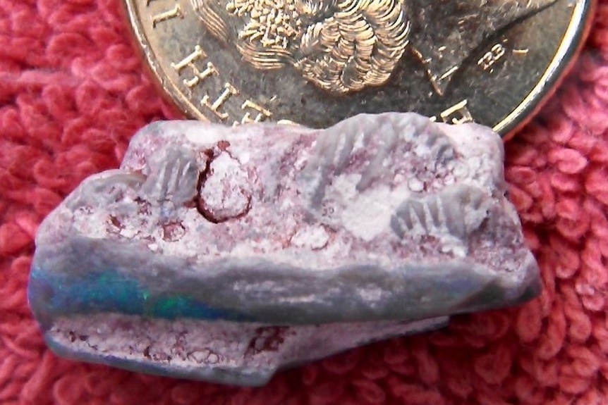 A blue and pink opal rock next to a gold coin and a ruler, which reads just over two centimetres length.