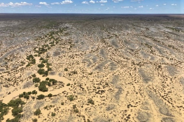 channels of floodwater weave through an arid landscape and plants appear to grow where water travels